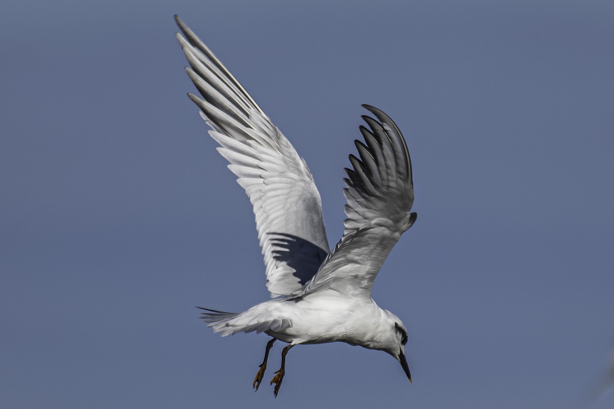 Snowy-crowned Tern - ML350044771