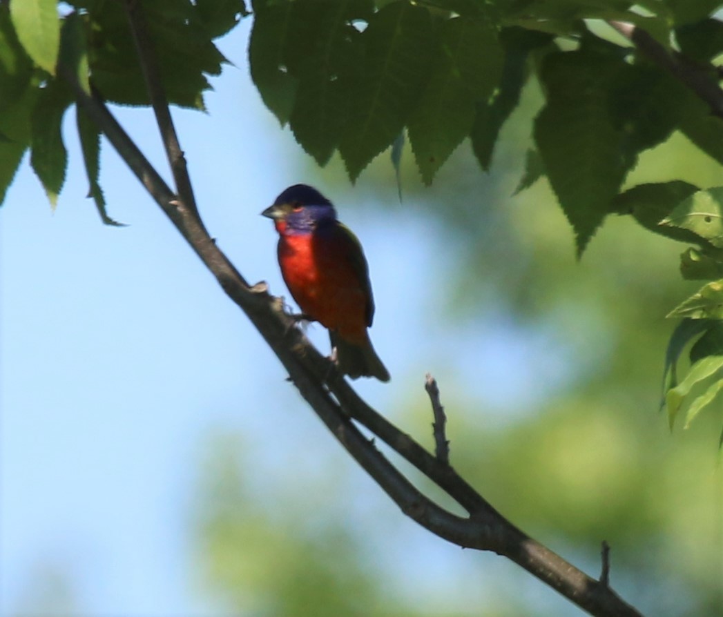 Painted Bunting - ML350057001