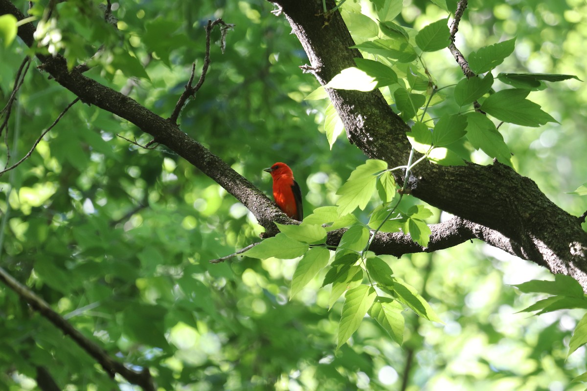 Scarlet Tanager - ML350062021