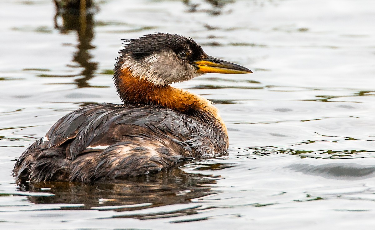 Red-necked Grebe - ML350064771