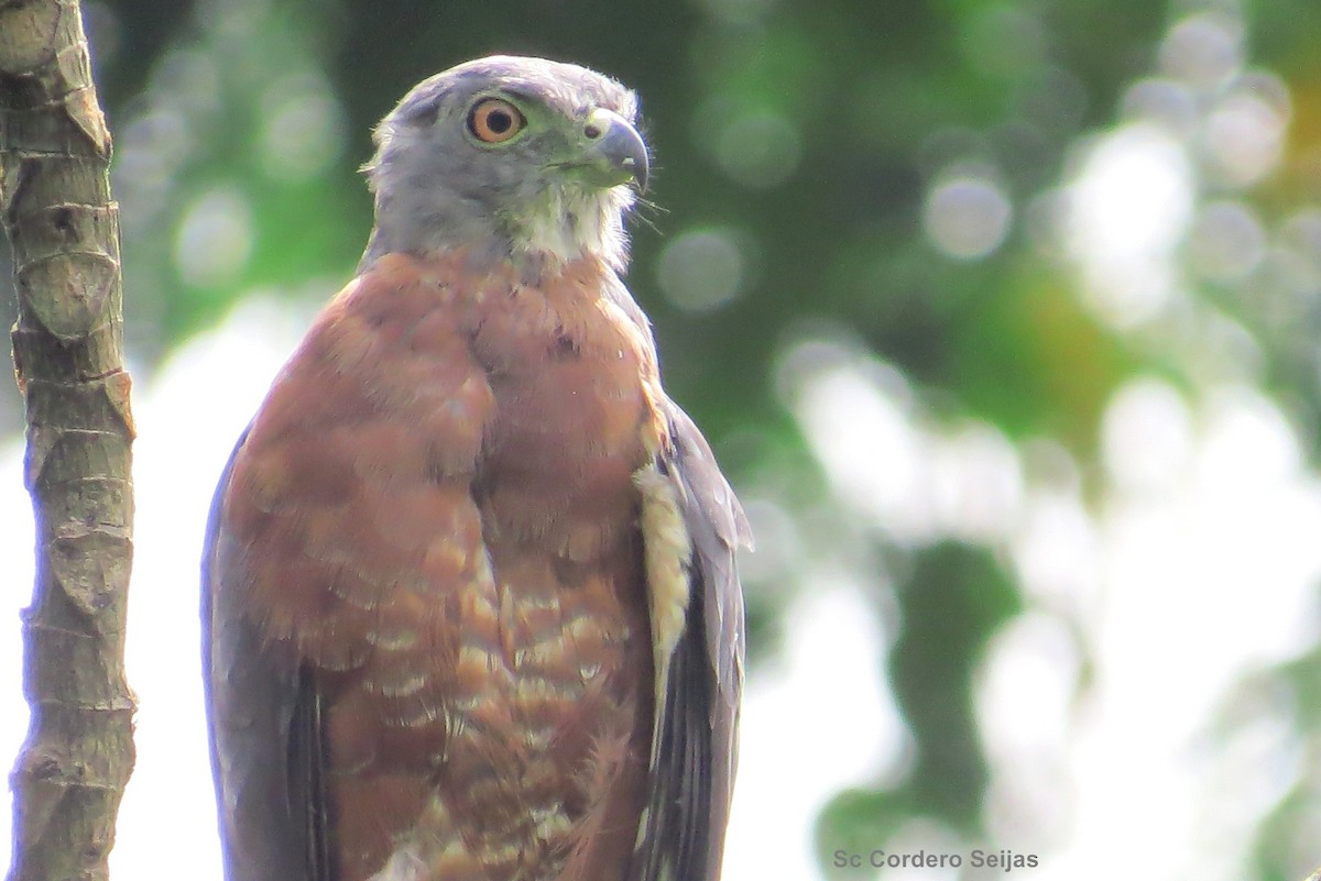 Double-toothed Kite - ML350064971