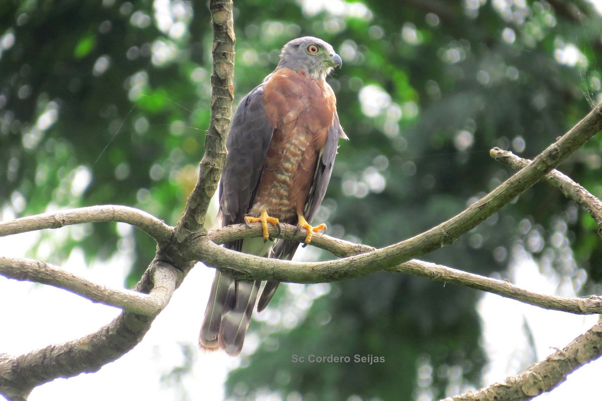 Double-toothed Kite - ML350064991