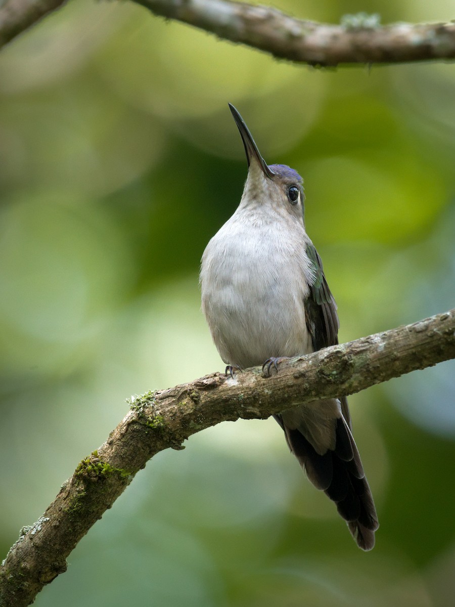 kolibřík klínoocasý (ssp. curvipennis) - ML350066851