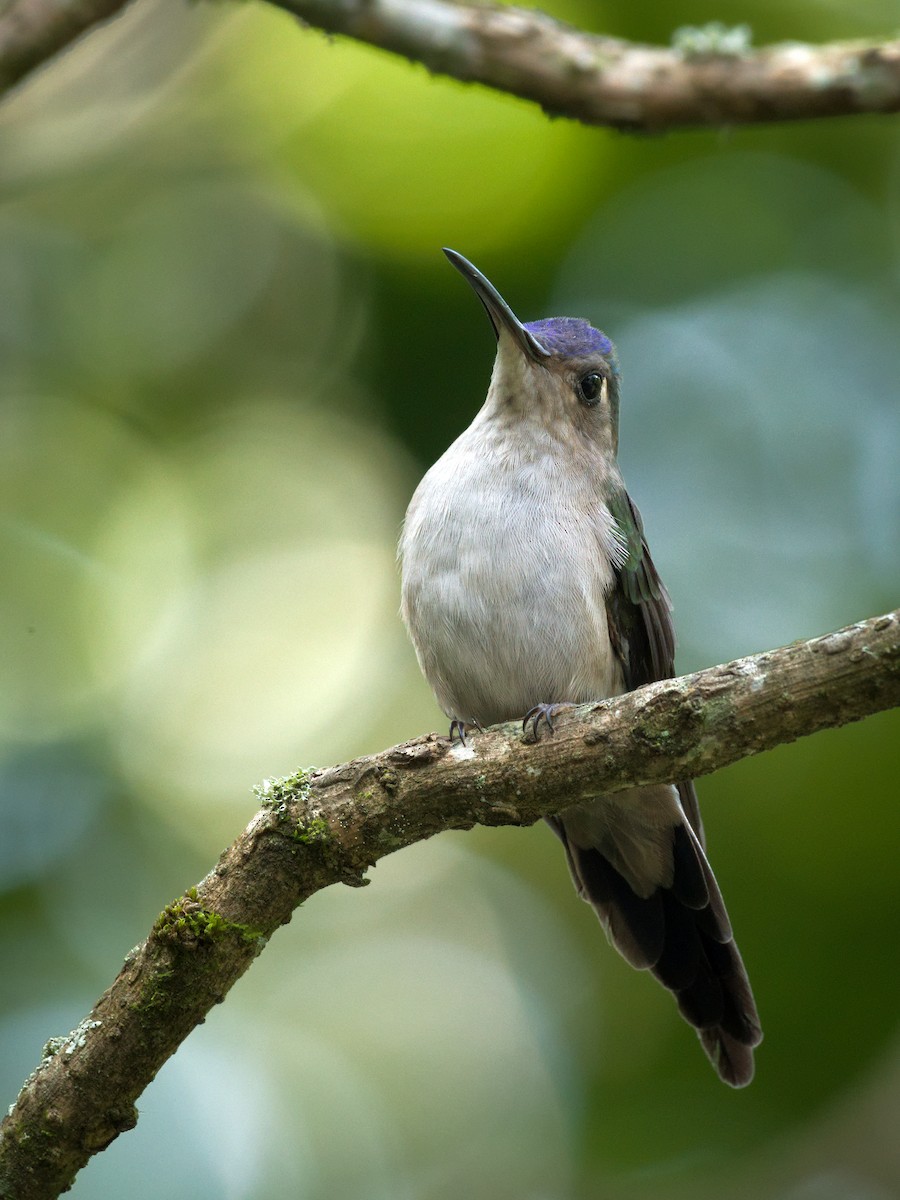kolibřík klínoocasý (ssp. curvipennis) - ML350066881