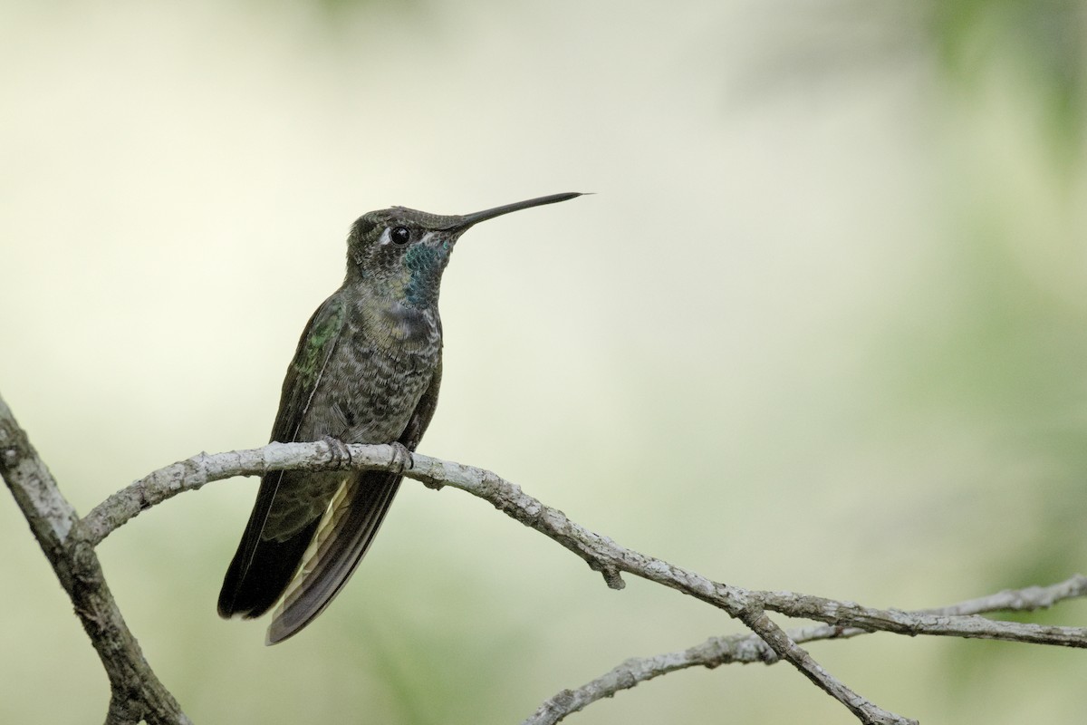Rivoli's Hummingbird - Alberto Lobato (El Chivizcoyo)