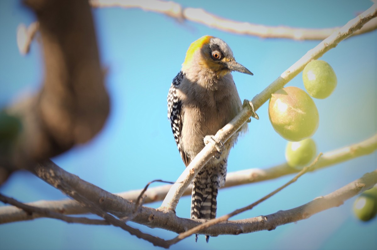 Golden-cheeked Woodpecker - Guillermo  Saborío Vega