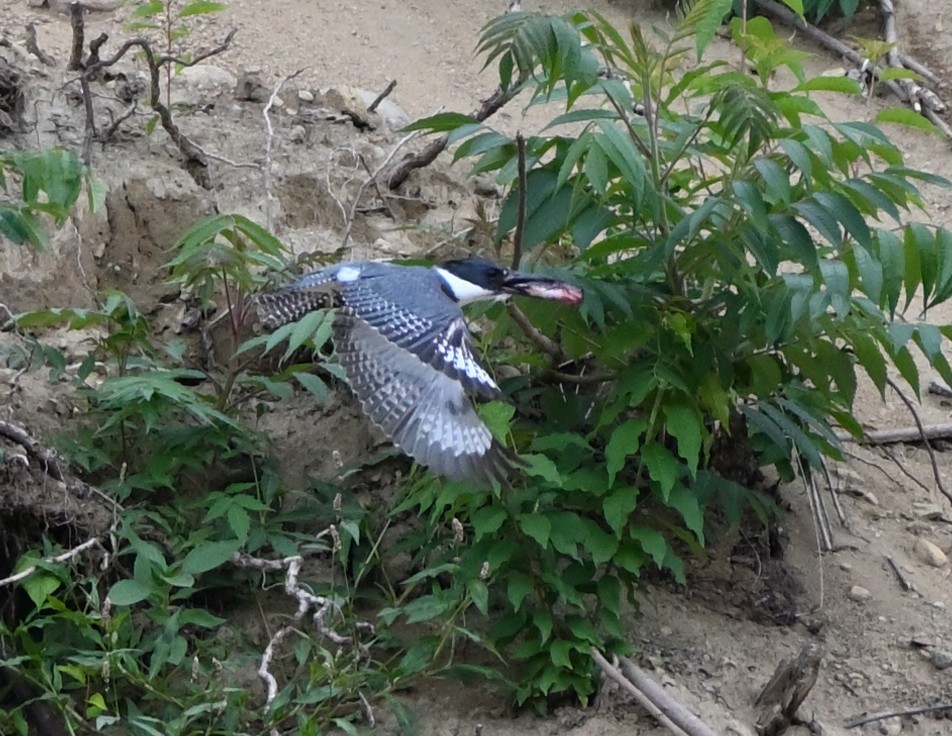 Belted Kingfisher - ML350073401