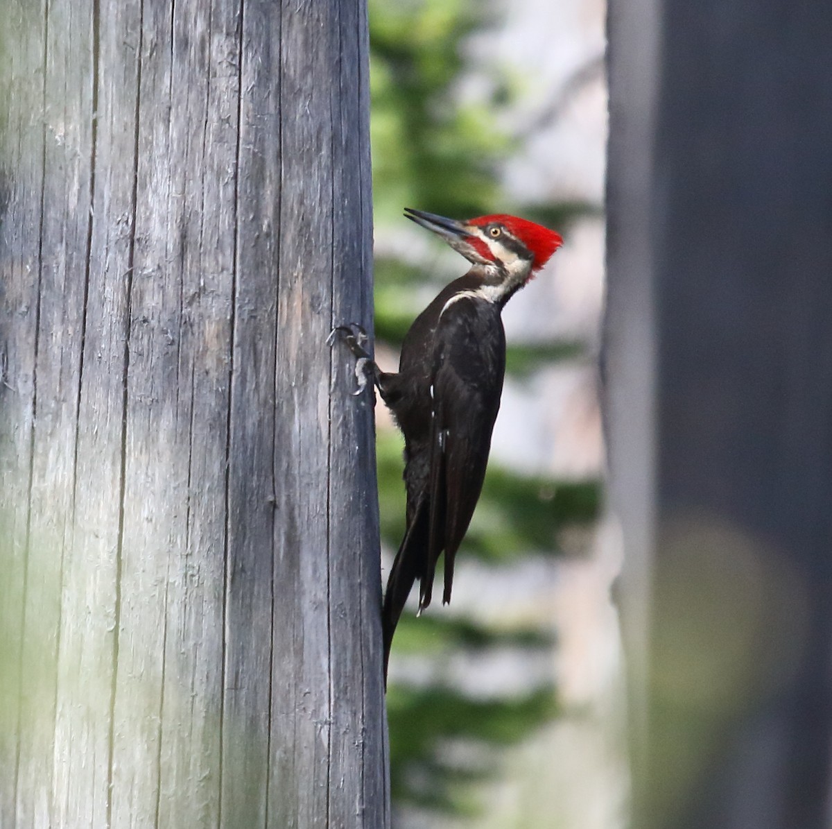 Pileated Woodpecker - ML350075411