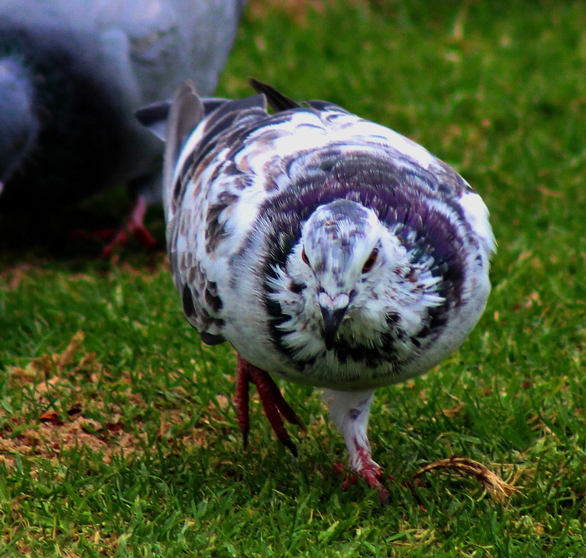 Rock Pigeon (Feral Pigeon) - Paul Fenwick