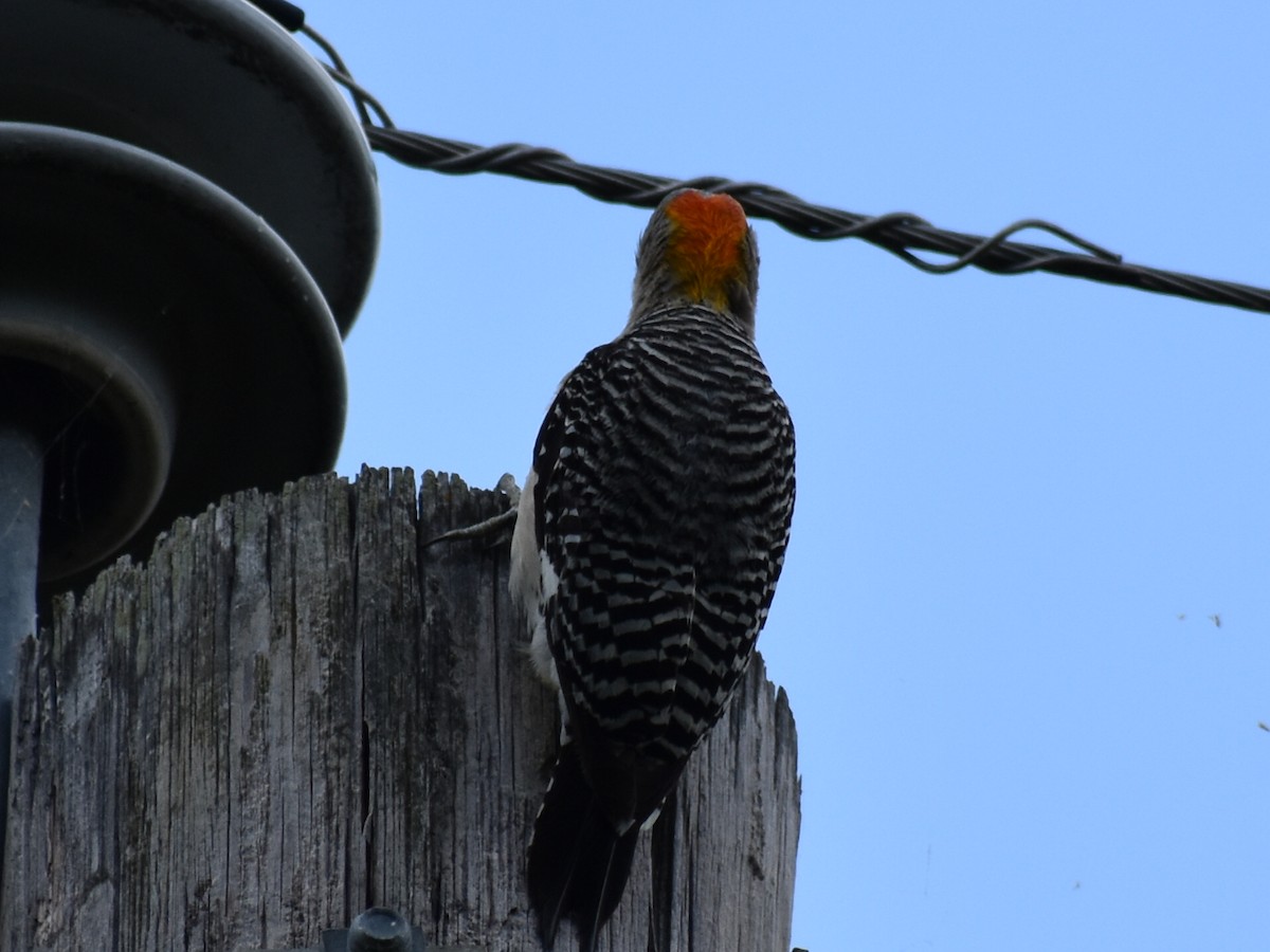 Golden-fronted Woodpecker - ML350077941