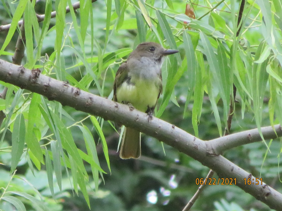 Great Crested Flycatcher - ML350078561