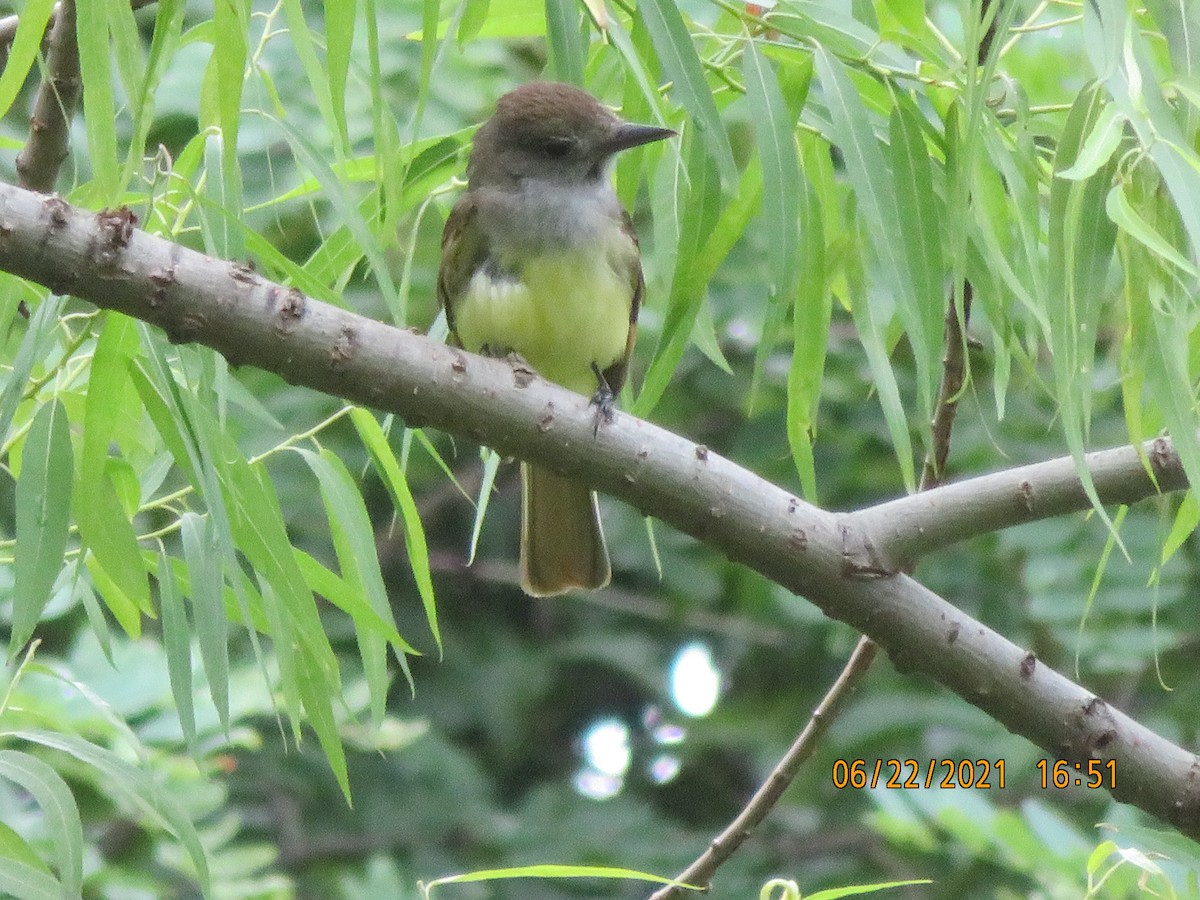 Great Crested Flycatcher - ML350078571
