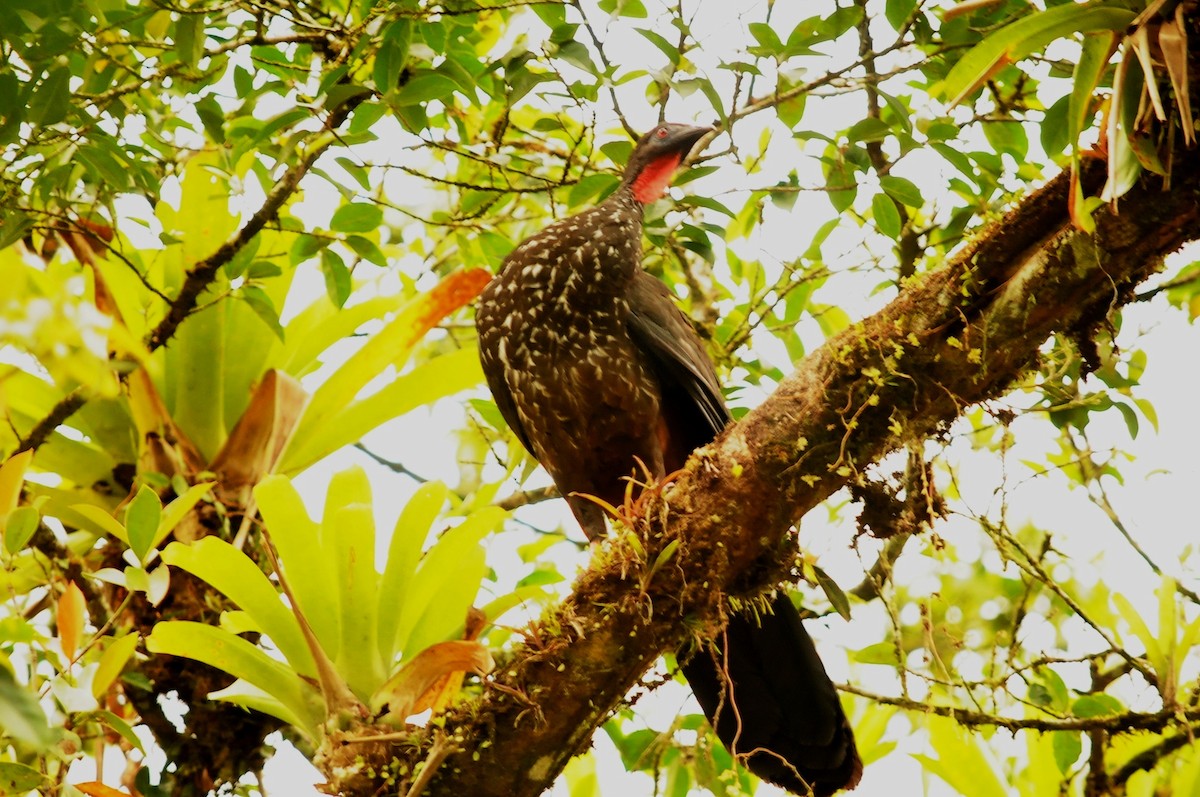 Crested Guan - ML35007911