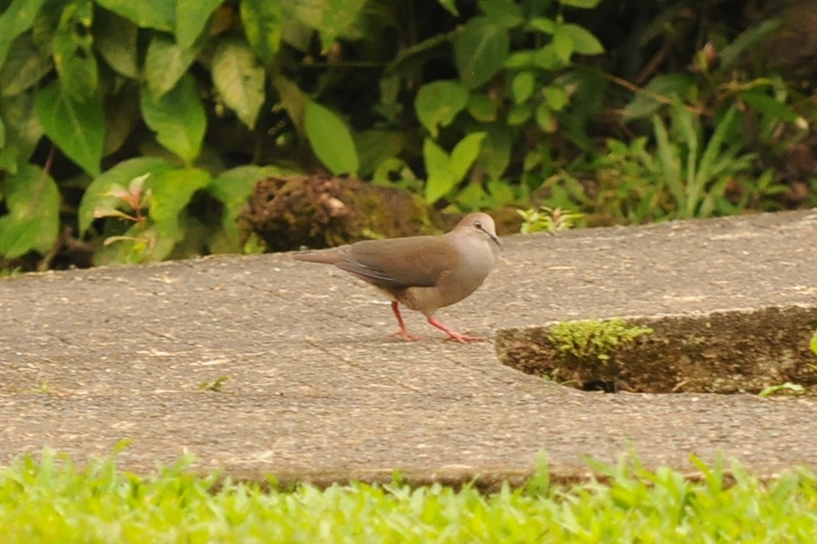 Gray-chested Dove - ML35007941