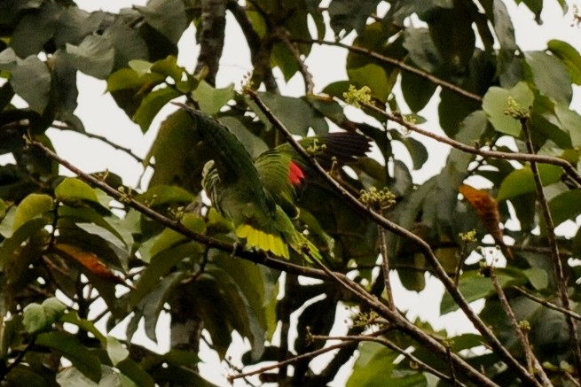 Red-lored Parrot - ML35008111