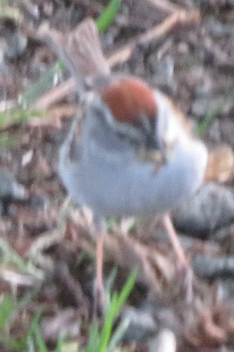 Chipping Sparrow - ML350082021