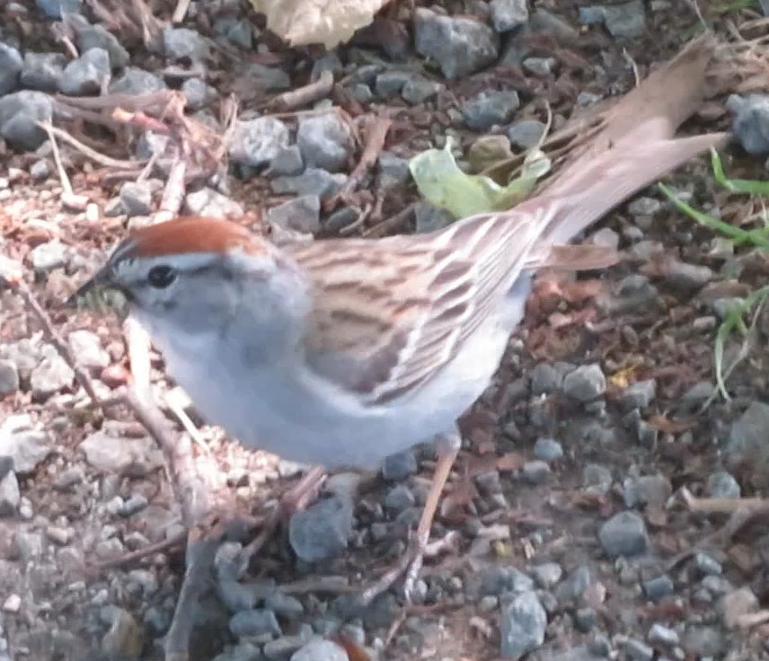 Chipping Sparrow - Anonymous
