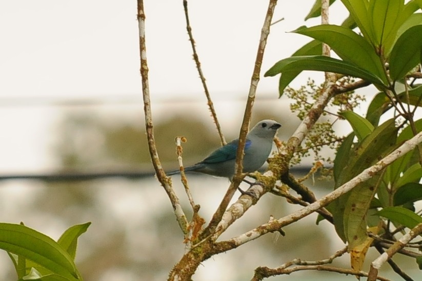 Blue-gray Tanager - ML35008331