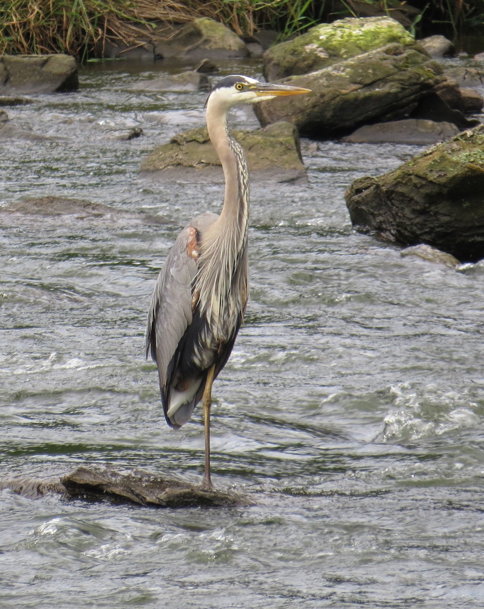 Great Blue Heron - Pam Campbell