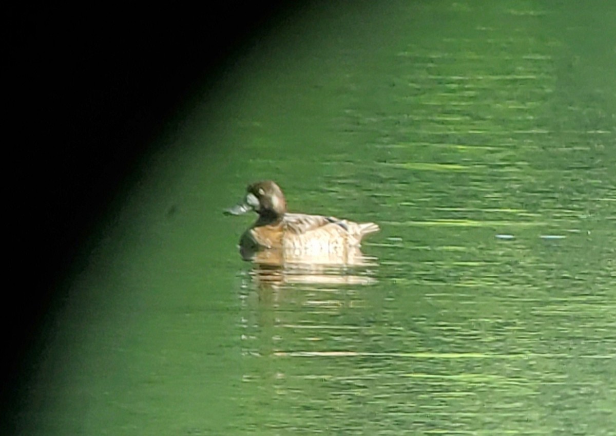 Greater Scaup - ML350084511