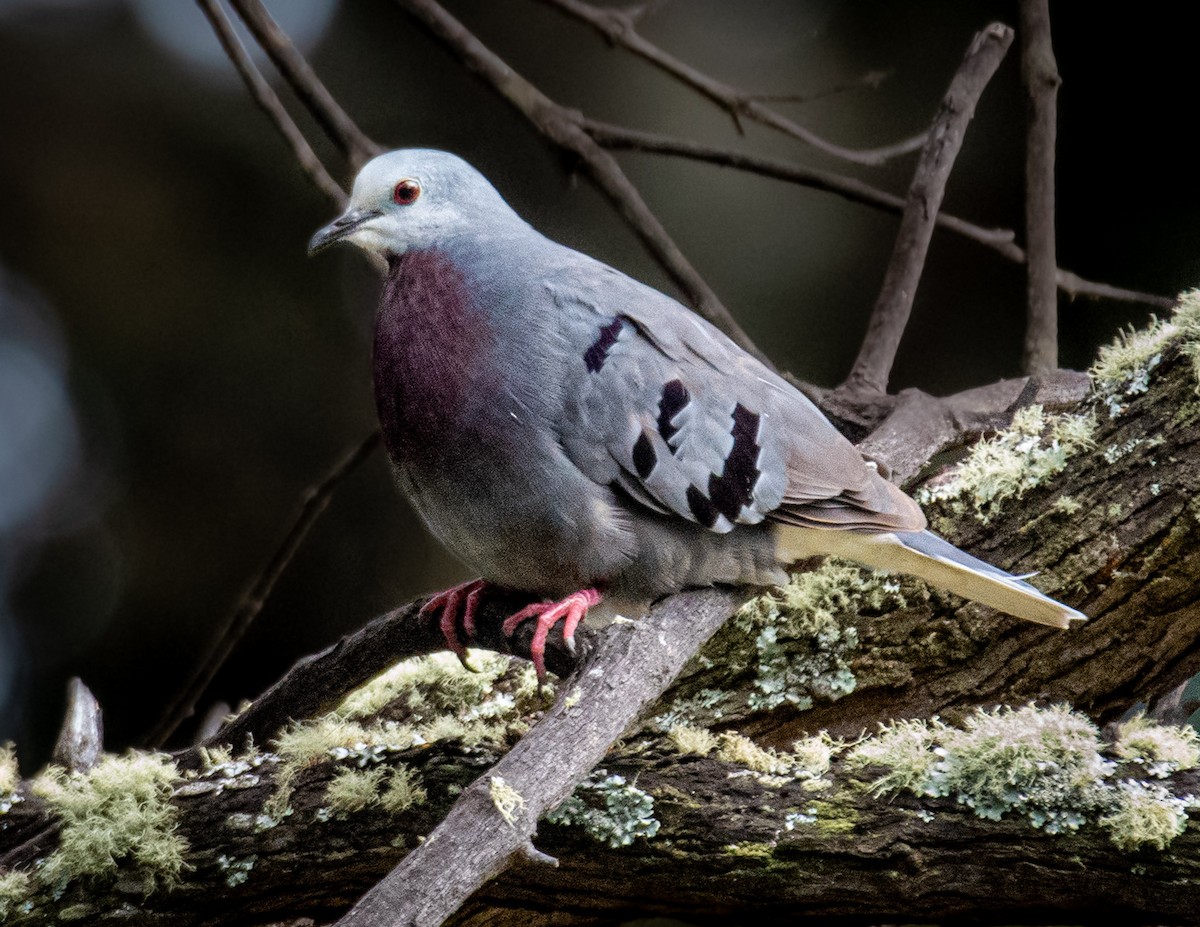 Maroon-chested Ground Dove - ML350087281