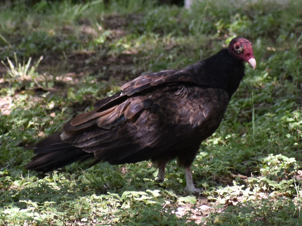 Turkey Vulture - ML350088631