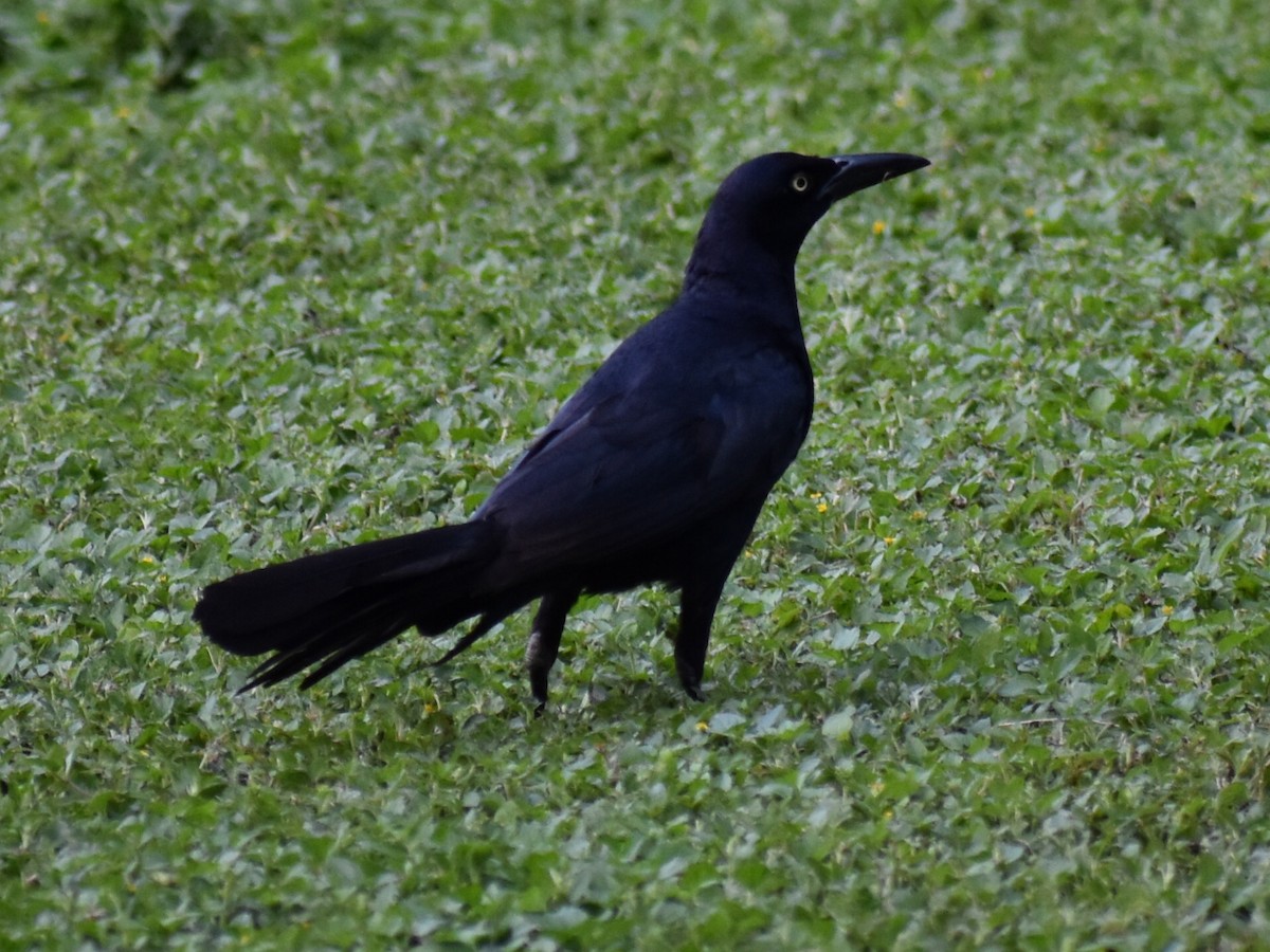 Great-tailed Grackle - ML350089091