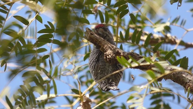 White-barred Piculet - ML350091431