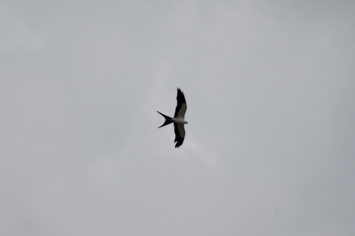 Swallow-tailed Kite - David  Clark