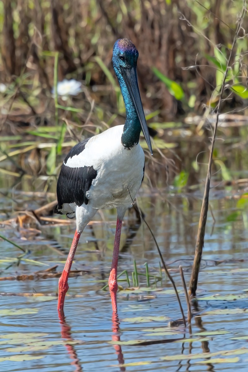 Black-necked Stork - ML350095951