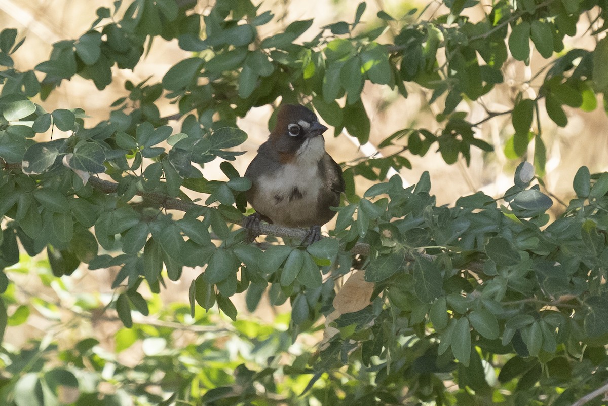 Rusty-crowned Ground-Sparrow - Guillermo  Saborío Vega