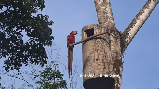 Scarlet Macaw - ML350105951