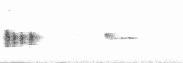 Antillennachtschwalbe - ML350107881