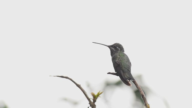 Rivoli's Hummingbird - ML350113171