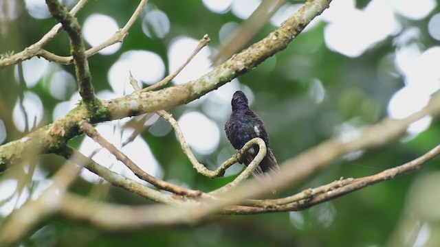 kolibřík fialkový - ML350113201