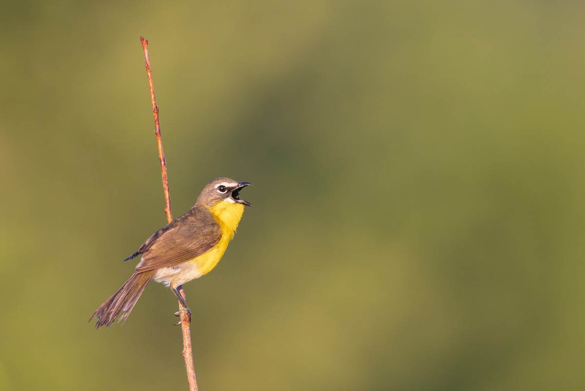 Yellow-breasted Chat - ML350124671