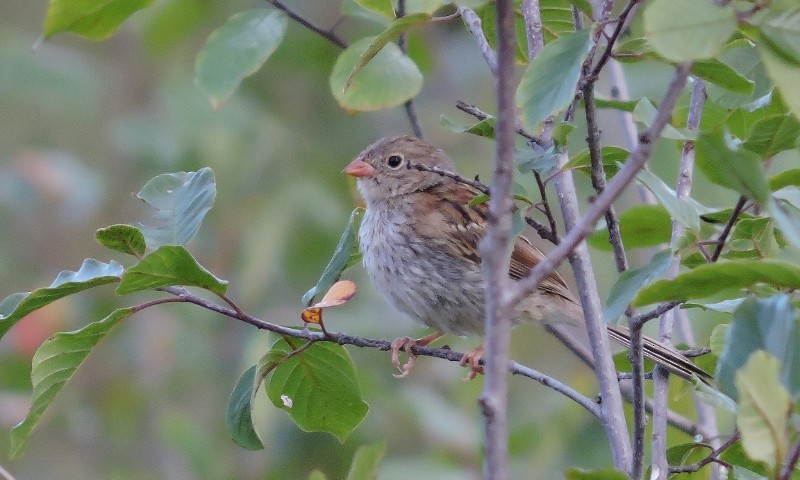 Field Sparrow - Jon P. Ruddy