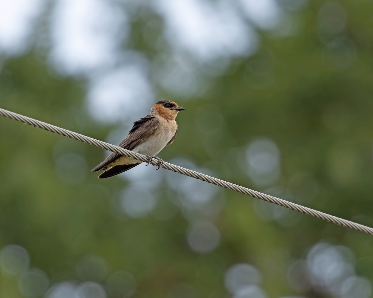 Cave Swallow - ML350128341