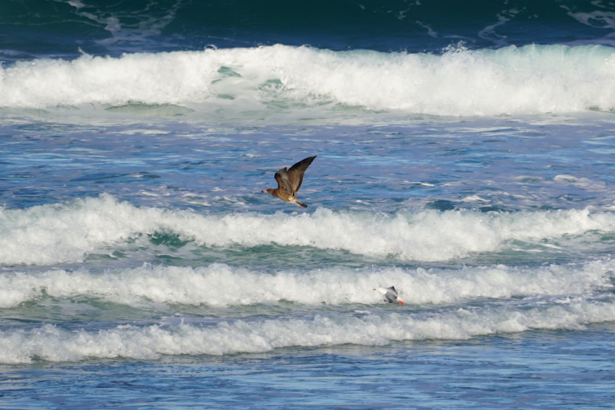 Ebird Checklist Jun Flat Rock Ballina Species