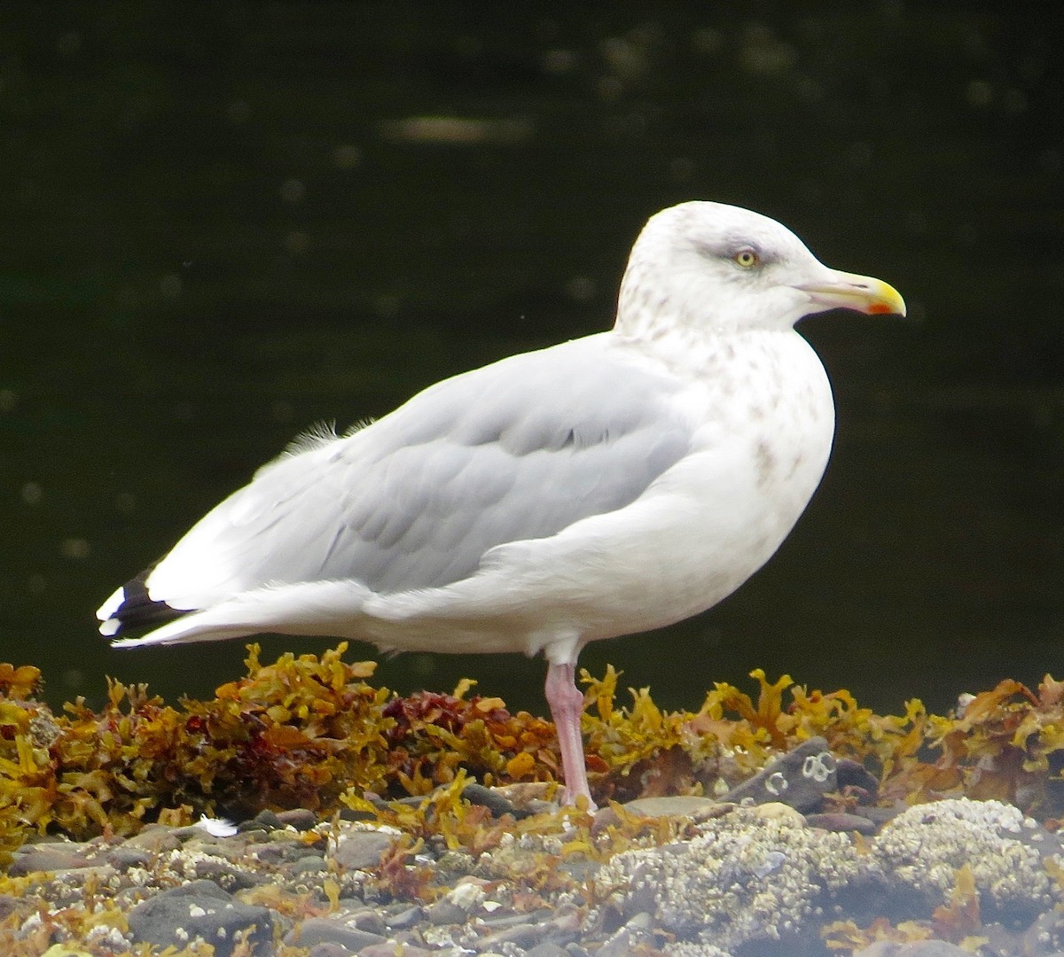 Herring x Glaucous-winged Gull (hybrid) - ML35013001