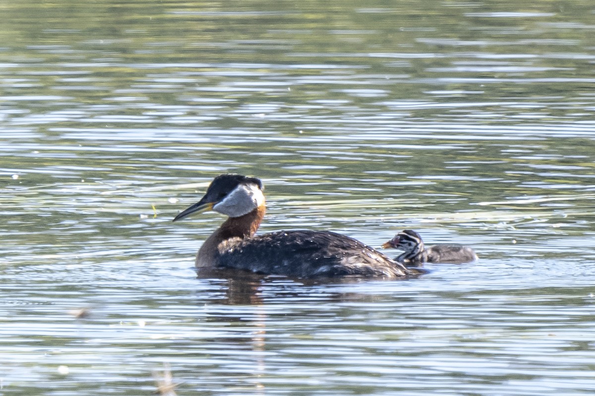Red-necked Grebe - ML350134551