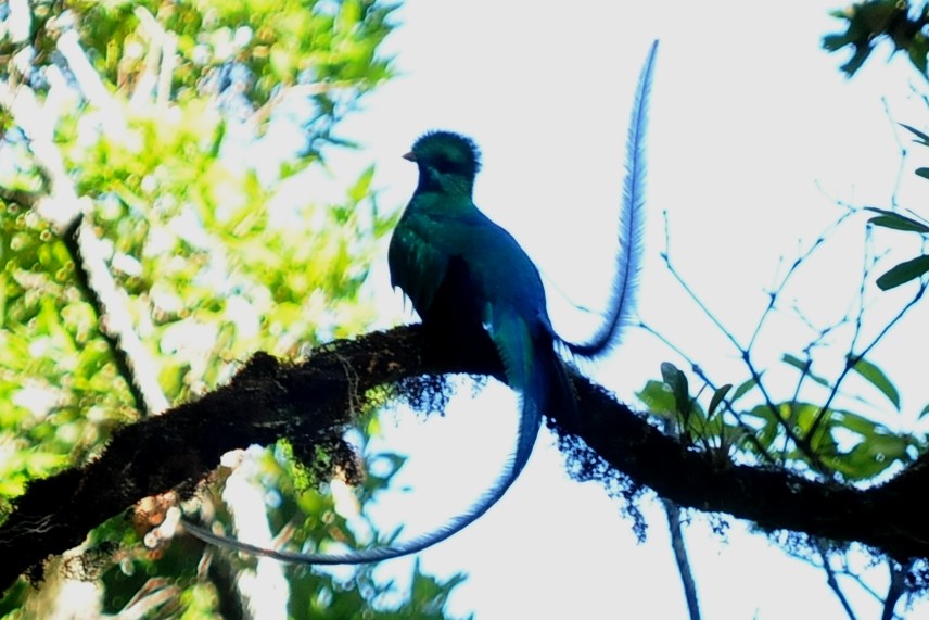 Resplendent Quetzal (Costa Rican) - ML35013571