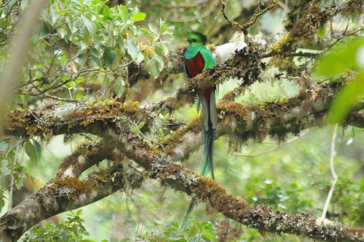 Resplendent Quetzal (Costa Rican) - ML35013591