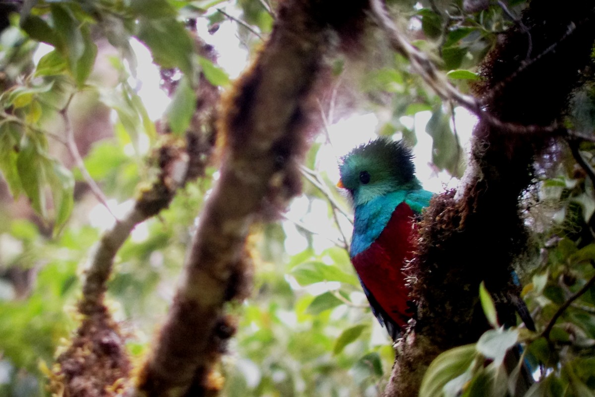 Resplendent Quetzal (Costa Rican) - ML35013601