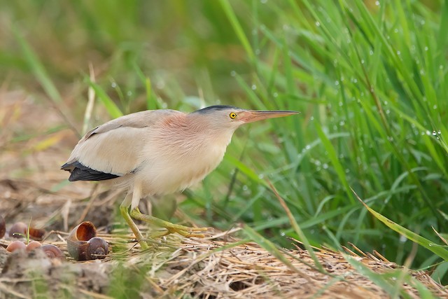 Adult Yellow Bittern (<em class="SciName notranslate">Ixobrychus sinensis</em>). - Yellow Bittern - 