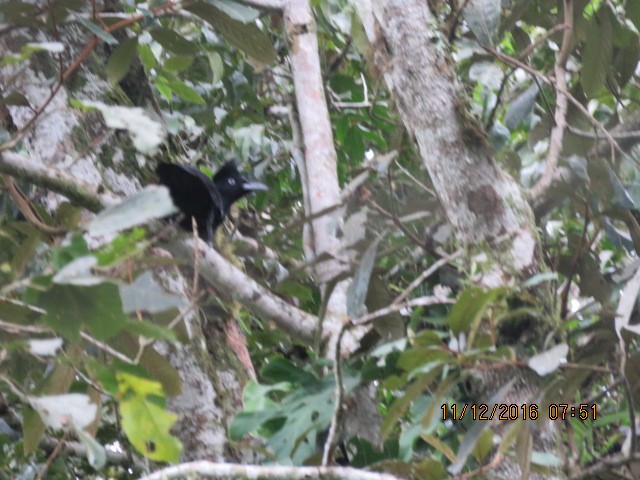 Amazonian Umbrellabird - ML350140131