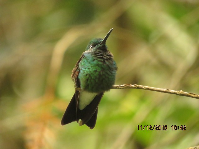 kolibřík tmavozelený - ML350140341