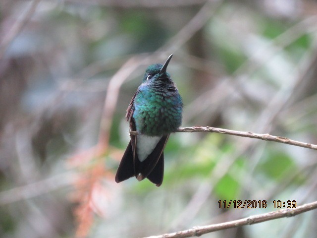 kolibřík tmavozelený - ML350140361
