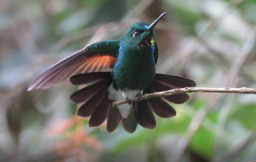 kolibřík tmavozelený - ML350140371