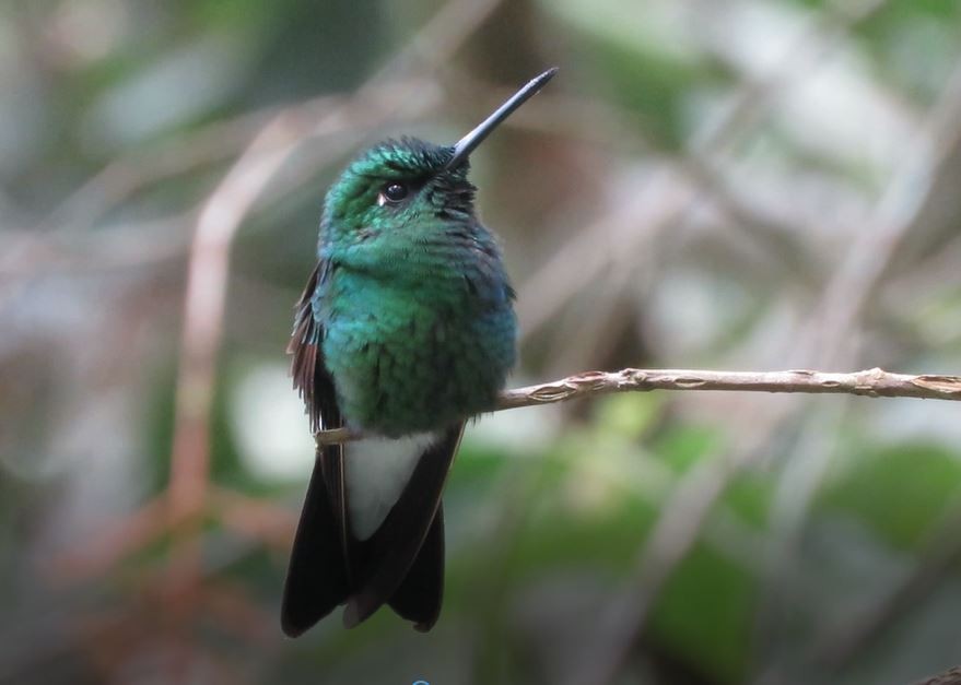 kolibřík tmavozelený - ML350140381